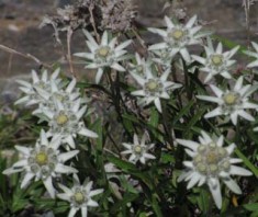 Edelweiss