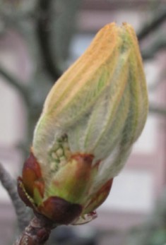 Chestnut bud