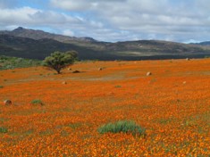 Namaqualand