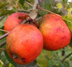 Apfel 1