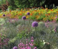 Mainau