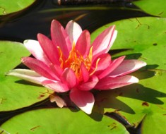 Seerose