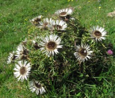 Silberdistel