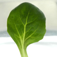 Feldsalat